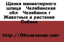 Щенки миниатюрного шпица - Челябинская обл., Челябинск г. Животные и растения » Собаки   